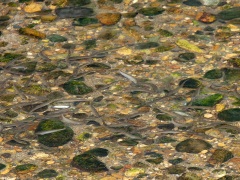 アユの稚魚 アユの稚魚