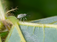 コフキゾウムシ