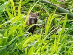 疥癬にかかったタヌキ