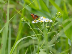 ハルジオンに止まったベニシジミ