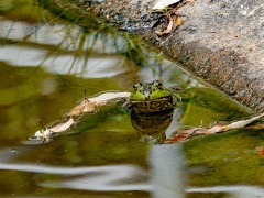 ウシガエル ウシガエル