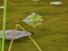ウシガエル ウシガエル