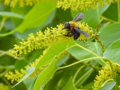 ナンキンハゼの花とクマバチ