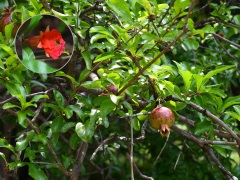 ザクロの花と実 ザクロの花と実