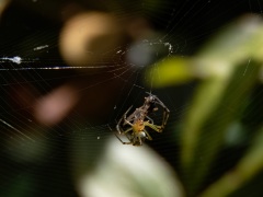 クモのお食事 クモのお食事
