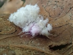 クサカゲロウの仲間の幼虫 クサカゲロウの仲間の幼虫