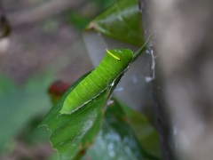 アオスジアゲハの幼虫 アオスジアゲハの幼虫