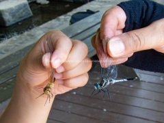 ウスバキトンボとシオカラトンボ