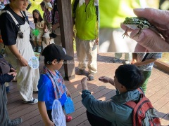 トノサマガエルの解説