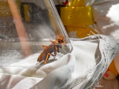 ベッコウクモバチ