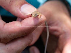 ニホンカナヘビ