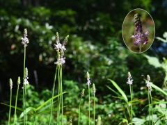 ツルボの花