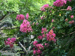 サルスベリの花
