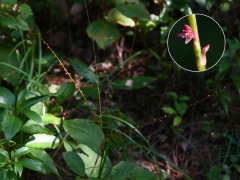 ミズヒキの花