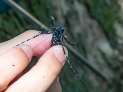ゴマダラカミキリ