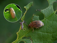 ブタクサハムシ成虫・幼虫