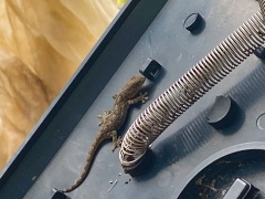 看板裏のヤモリ