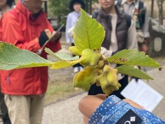 ヌルデの虫こぶ