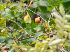 リュウキュウマメガキ