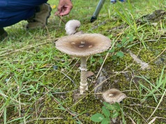 テングタケの仲間