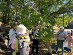 ムクノキの実の観察