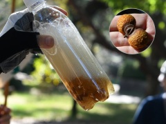 ムクロジの実と果肉から出てきた泡