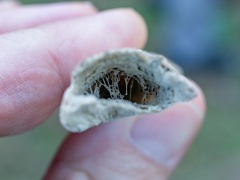 鳥の骨の断面 鳥の骨の断面