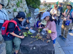 河岸で見つけた果実いろいろ