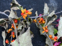 ツルウメモドキの実