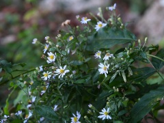 ノコンギクの花