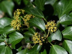 キヅタの花 キヅタの花