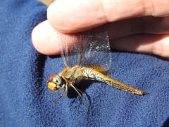 ウスバキトンボ