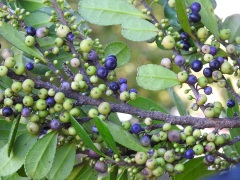 ハマヒサカキの蕾と実 ハマヒサカキの蕾と実