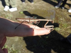 オオカマキリ オオカマキリ