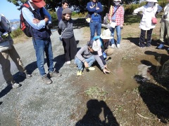 オオカマキリの腹の中にハリガネムシがいるかな？