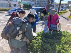 街路樹シャリンバイの観察 街路樹シャリンバイの観察