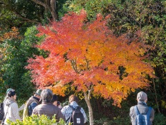 イロハモミジの紅葉