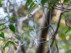 テイカカズラの綿毛