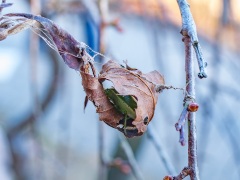 ツヤアオカメムシの冬越し