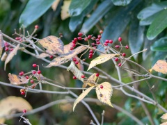 コバノガマズミ