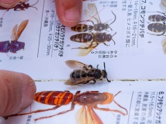 シロオビハラナガツチバチ