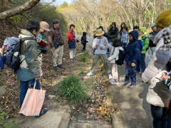 ヒガンバナの解説