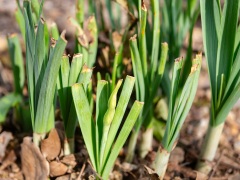 ノウサギの食痕