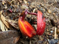 コナラの芽出し