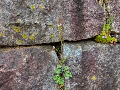 石垣のミチタネツケバナ