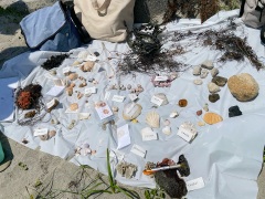 ビーチコーミングで見つけたいろいろ