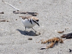 抱卵するシロチドリ