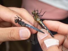 シオカラトンボ