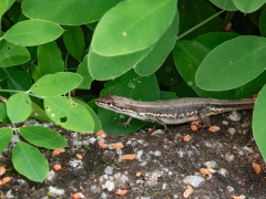 ニホンカナヘビ