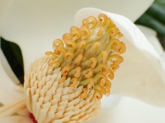 タイサンボクの花(雌しべと雄しべ) タイサンボクの花(雌しべと雄しべ)